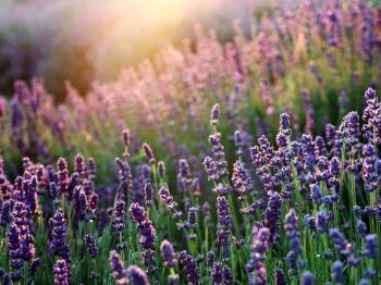 Romhányi Balu levendula farm Zagyvaszántó