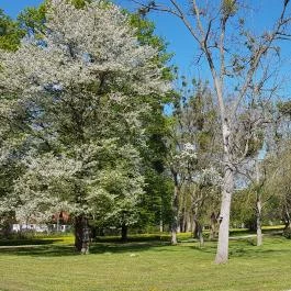 Batthyány Kúria Zalacsány - Medence/kert