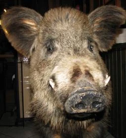 Aranyszarvas Étterem & Pizzéria