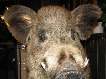 Aranyszarvas Étterem & Pizzéria Zalakaros