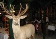 Aranyszarvas Étterem & Pizzéria Zalakaros