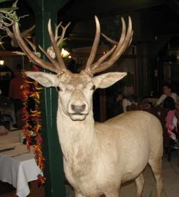 Aranyszarvas Étterem & Pizzéria