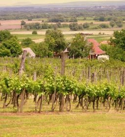 Szent Orbán Borozó