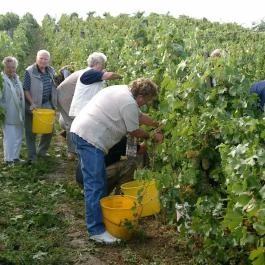 Szent Orbán Borozó Zalakaros - Egyéb