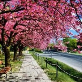 Arany Apartmanház Zalagyöngye Zalakaros - Egyéb