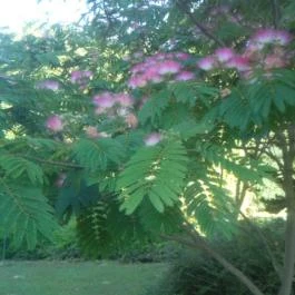 Balla Apartman Zalakaros - Medence/kert