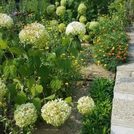 Hanna-Bella Apartman Zalakaros - Medence/kert