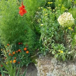 Hanna-Bella Apartman Zalakaros - Medence/kert