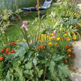 Hanna-Bella Apartman Zalakaros - Medence/kert