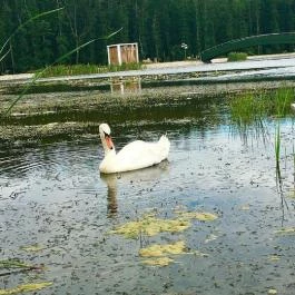 Regina Apartman Zalakaros - Egyéb