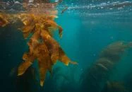 Zamárdi - Tengeri Akvárium