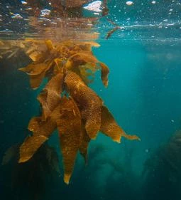 96. legjobb látnivaló: Tengeri Akvárium