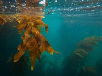 Tengeri Akvárium Zamárdi