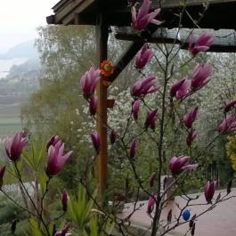 Mókus Ház Zebegény - Környék