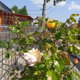 Rózsa Vendégház Zirc - Külső kép