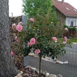 Rózsa Vendégház Zirc - Medence/kert
