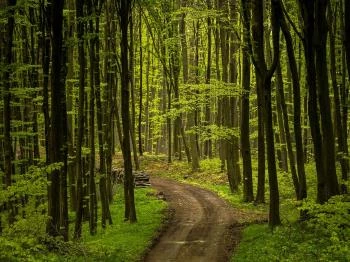 Cuha-völgyi Tanösvény Zirc